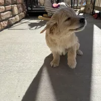 light gold  golden retriever, a female Golden Retriever for sale in Aurora, CO – Photo 3 of 4