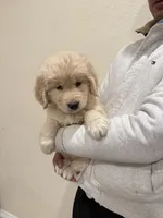 Beige color golden retriever, a male Golden Retriever for sale in Aurora, CO – Photo 6 of 6