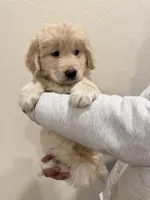 Beige color golden retriever, a male Golden Retriever for sale in Aurora, CO – Photo 5 of 6