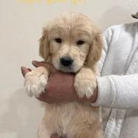 light gold  golden retriever, a female Golden Retriever for sale in Aurora, CO – Photo 2 of 4