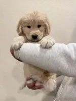 Beige color golden retriever, a male Golden Retriever for sale in Aurora, CO – Photo 4 of 6