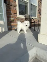 snow ball, a male Samoyed for sale in Aurora, CO – 4 of 8
