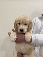 Beige golden retriever, a female Golden Retriever for sale in Aurora, CO – Photo 4 of 6