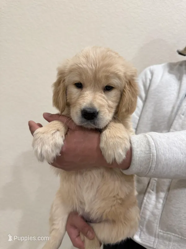 Beige golden retriever