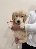 Beige golden retriever, a female Golden Retriever for sale in Aurora, CO – Photo 2 of 6
