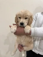 Beige golden retriever, a female Golden Retriever for sale in Aurora, CO – Photo 3 of 6