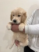 Beige golden retriever, a female Golden Retriever for sale in Aurora, CO – Photo 6 of 6