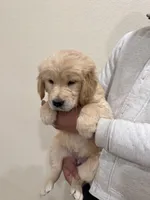 Beige golden retriever, a female Golden Retriever for sale in Aurora, CO – Photo 5 of 6