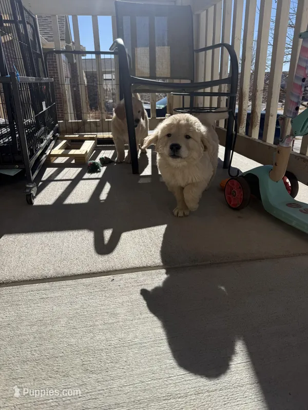 Beige golden retriever