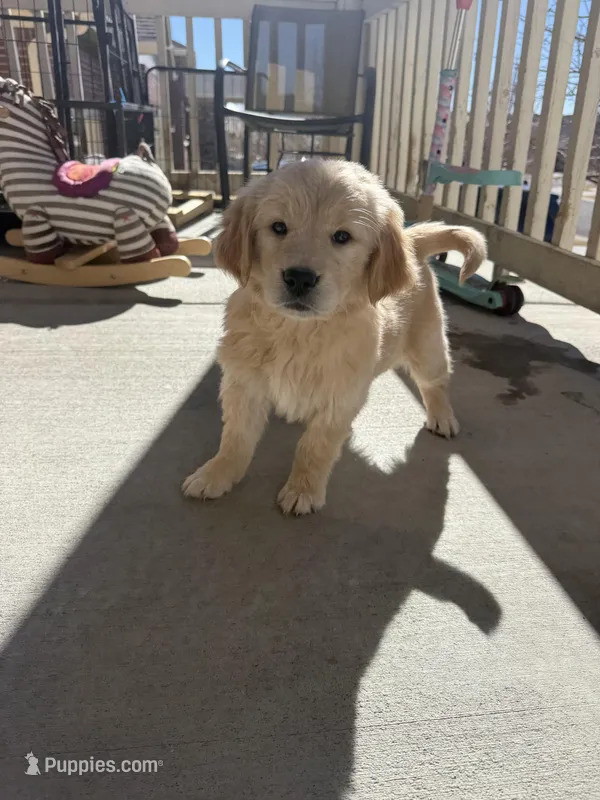 light gold golden retriever