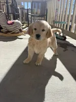 light gold golden retriever, a female Golden Retriever for sale in Aurora, CO – Photo 1 of 3
