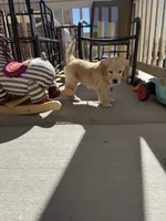 light gold golden retriever, a female Golden Retriever for sale in Aurora, CO – Photo 2 of 3