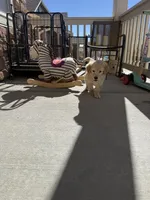 light gold golden retriever, a female Golden Retriever for sale in Aurora, CO – Photo 3 of 3