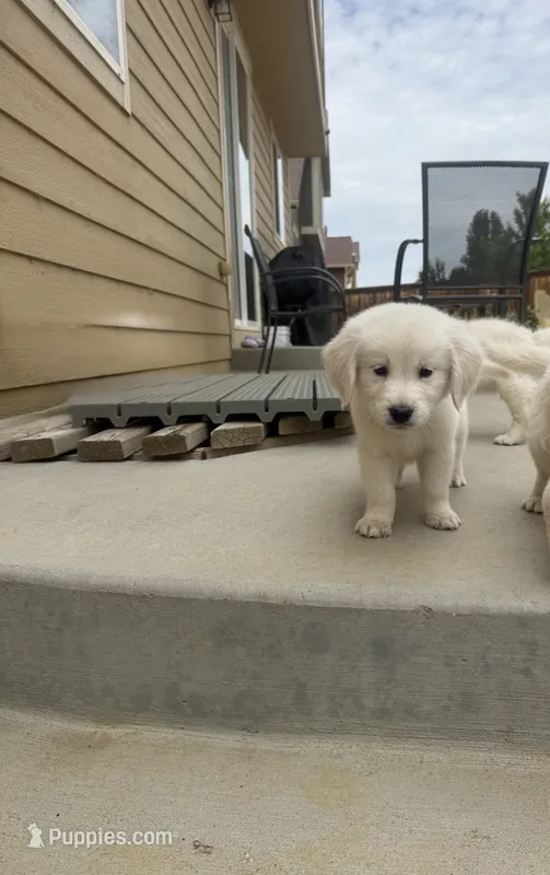 Chase – Golden Retriever, English Cream Golden Retriever puppy for sale in Aurora, CO