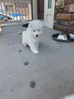 cotton candy, a female Samoyed for sale in Aurora, CO – 6 of 10