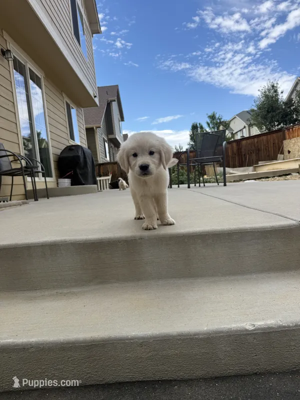 Chase – Golden Retriever, English Cream Golden Retriever puppy for sale in Aurora, CO