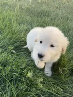 Pola, a female Golden Retriever and English Cream Golden Retriever for sale in Aurora, CO – 2 of 8