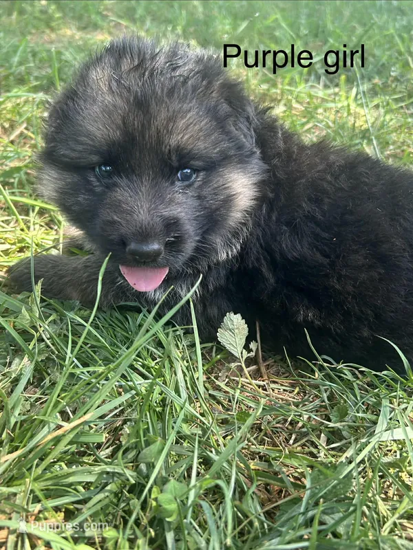 Purple girl – German Shepherd Dog puppy for sale in Commerce, GA