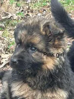 Pink girl, a male German Shepherd Dog for sale in Commerce, GA – Photo 1 of 7