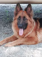 Pink girl, a male German Shepherd Dog for sale in Commerce, GA – Photo 6 of 7