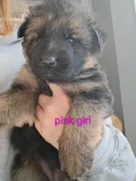 Pink girl, a male German Shepherd Dog for sale in Commerce, GA – Photo 5 of 7