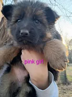 Pink girl, a male German Shepherd Dog for sale in Commerce, GA – Photo 4 of 7