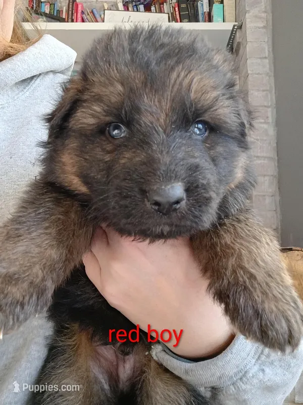 Red boy