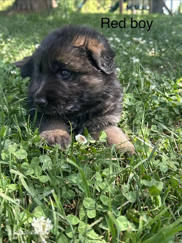 Red boy – German Shepherd Dog puppy for sale in Commerce, GA