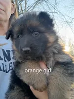 Orange girl, a male German Shepherd Dog for sale in Commerce, GA – Photo 4 of 7