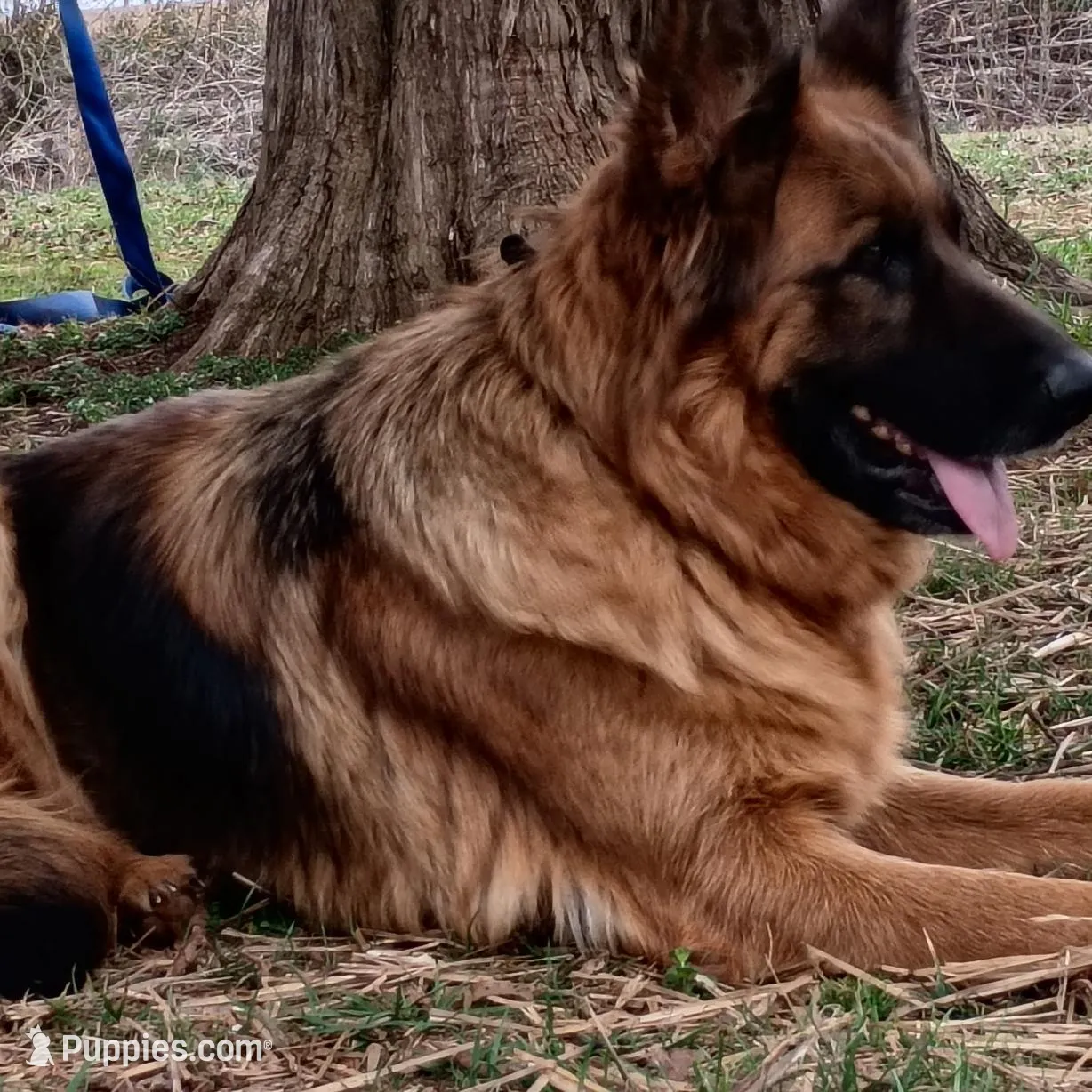 Orange girl, a male German Shepherd Dog for sale in Commerce, GA – Photo 2 of 7