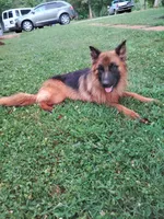 Orange girl, a male German Shepherd Dog for sale in Commerce, GA – Photo 7 of 7