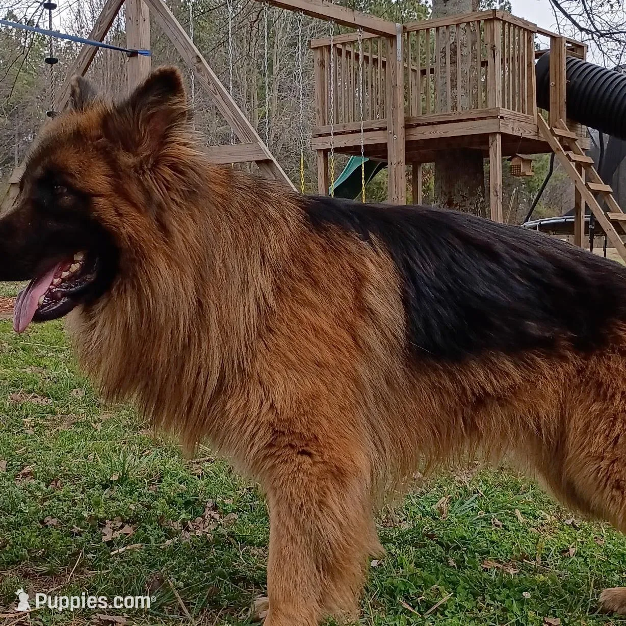 Orange girl, a male German Shepherd Dog for sale in Commerce, GA – Photo 3 of 7