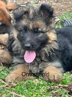 Orange girl, a male German Shepherd Dog for sale in Commerce, GA – Photo 1 of 7