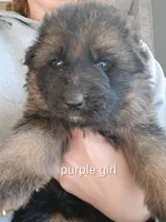 Purple girl, a male German Shepherd Dog for sale in Commerce, GA – Photo 4 of 6