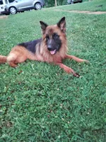 Purple girl, a male German Shepherd Dog for sale in Commerce, GA – Photo 6 of 6