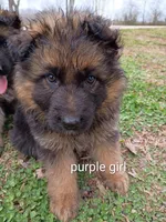 Purple girl, a male German Shepherd Dog for sale in Commerce, GA – Photo 1 of 6