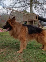 Purple girl, a male German Shepherd Dog for sale in Commerce, GA – Photo 3 of 6