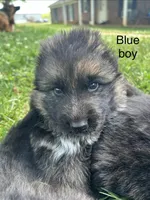 Blue boy, a male German Shepherd Dog for sale in Commerce, GA – Photo 1 of 3