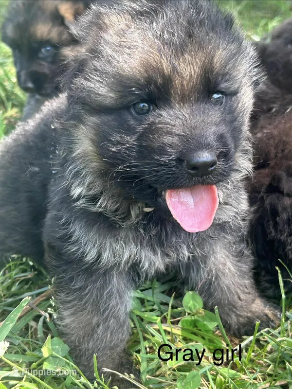 Grey girl – German Shepherd Dog puppy for sale in Commerce, GA