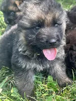 Grey girl, a male German Shepherd Dog for sale in Commerce, GA – Photo 1 of 3