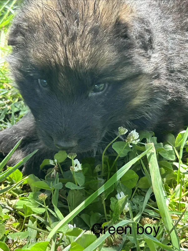 Green boy – German Shepherd Dog puppy for sale in Commerce, GA