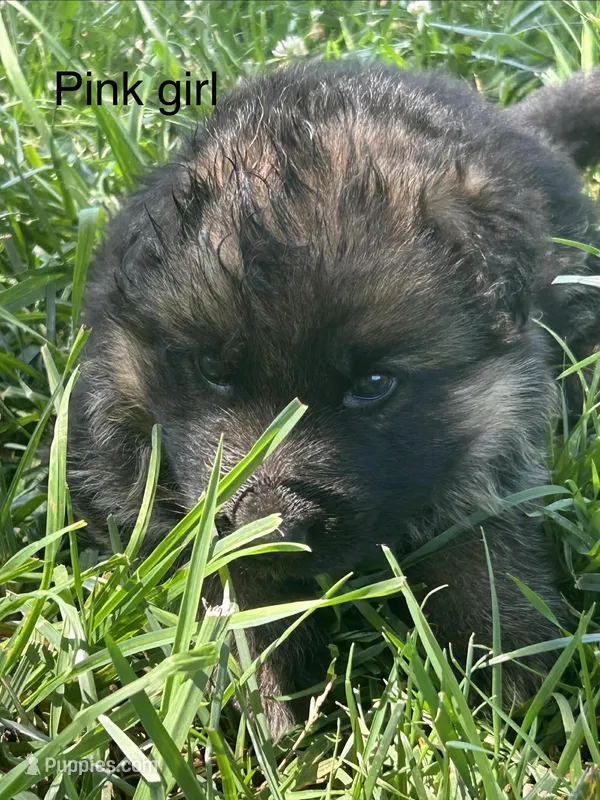 Pink girl – German Shepherd Dog puppy for sale in Commerce, GA