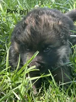 Pink girl, a male German Shepherd Dog for sale in Commerce, GA – Photo 1 of 3
