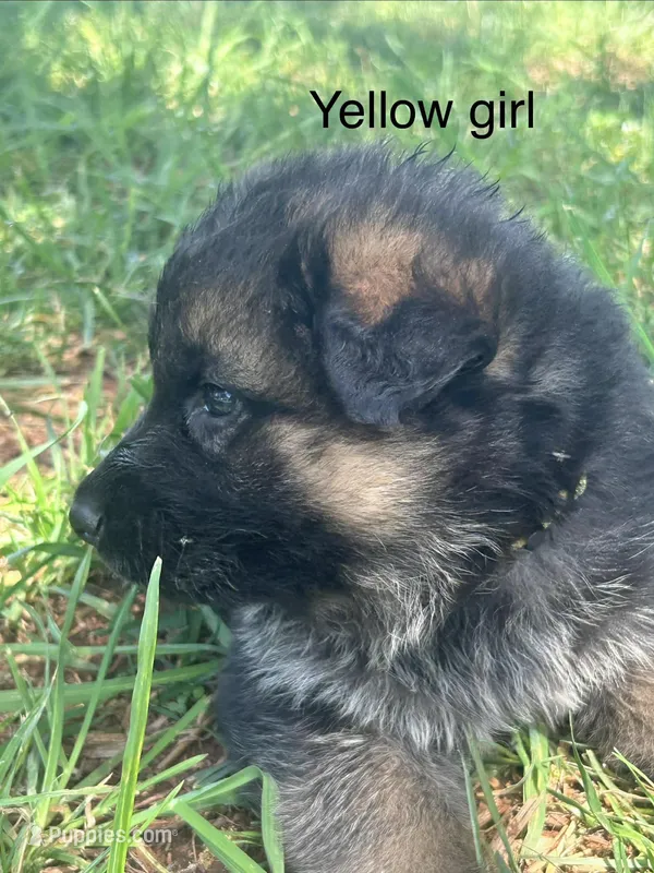 Yellow girl – German Shepherd Dog puppy for sale in Commerce, GA