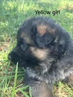 Yellow girl, a male German Shepherd Dog for sale in Commerce, GA – Photo 1 of 3
