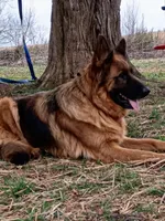 Lime green boy , a male German Shepherd Dog for sale in Commerce, GA – Photo 2 of 7