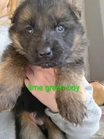 Lime green boy , a male German Shepherd Dog for sale in Commerce, GA – Photo 5 of 7