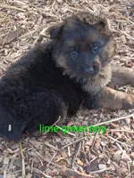 Lime green boy , a male German Shepherd Dog for sale in Commerce, GA – Photo 7 of 7