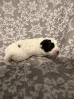 Pepper, a male Havapoo for sale in Buford, GA – 3 of 10