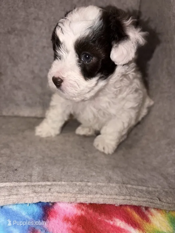 Pepper – Havapoo puppy for sale in Buford, GA